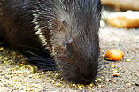 030502-Zoo-234.jpg