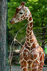 030502-Zoo-208.jpg